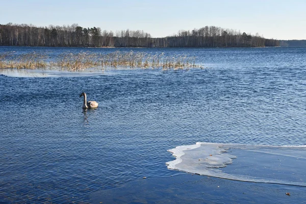 Swan Den Sjön Uvildy November Chelyabinsk Region Ryssland — Stockfoto