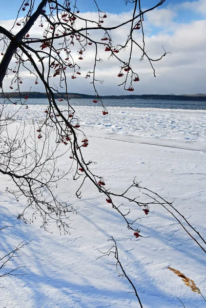 Rowan Branche Sur Lac Uvildy Hiver Sud Oural Région Chelyabinsk — Photo