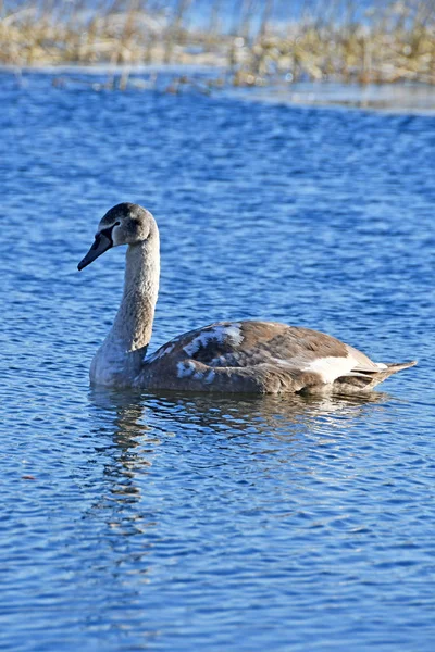 Cigno Sul Lago Uvildy Nel Mese Novembre Regione Chelyabinsk Russia — Foto Stock