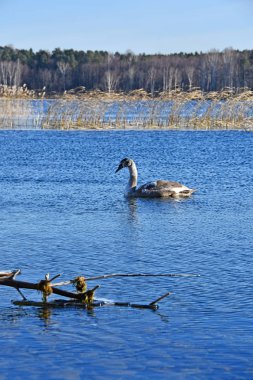 Göl Uvildy Kasım ayında, Çelyabinsk kuğu. Rusya