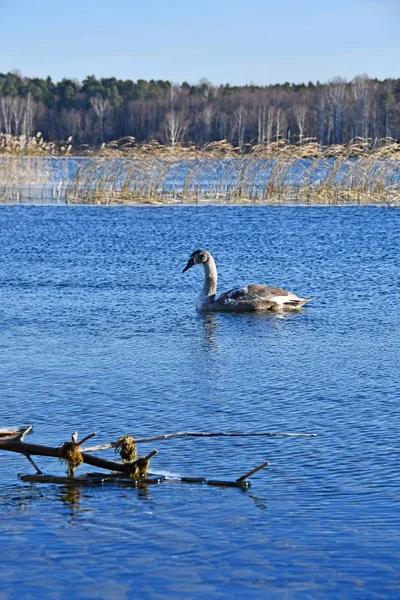 Cygne Sur Lac Uvildy Novembre Région Chelyabinsk Russie — Photo