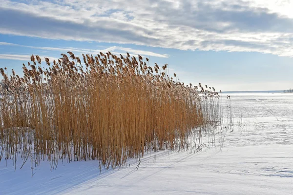 Rosja Czieljabinskaja Obłast Uvildy Pomnik Jezioro Natura Zimie Przy Pochmurnej — Zdjęcie stockowe