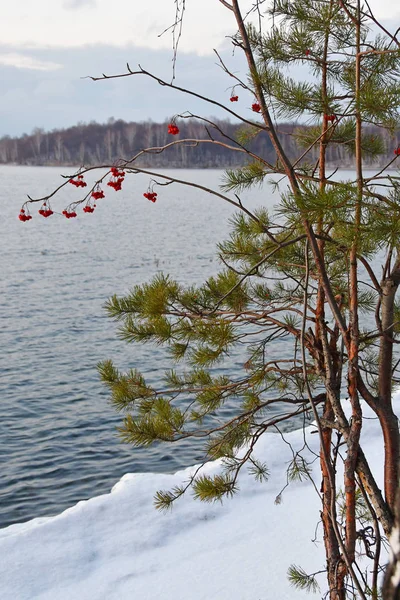 俄罗斯车里雅宾斯克地区 1月中旬 在阴天 松木和罗文在乌维迪湖的背景上分枝 — 图库照片