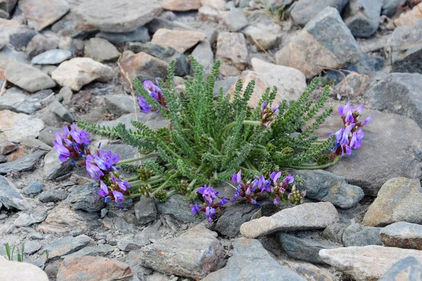 티벳의 산속에 Oxytropis Oxytropis Microphylla — 스톡 사진