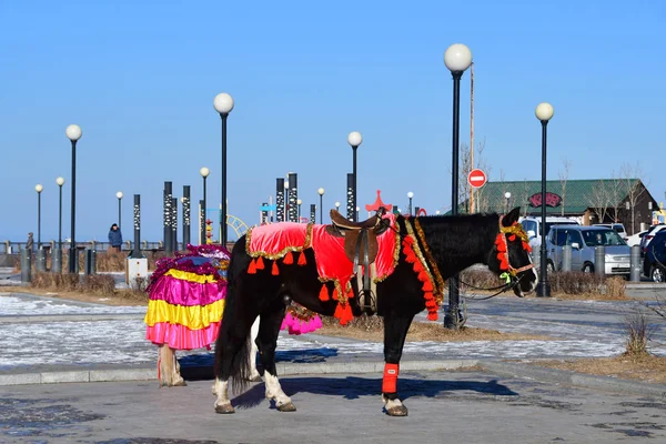 Vladivostok Rusland December 2018 Paard Pony Kleurrijke Dekens Sports Promenade — Stockfoto