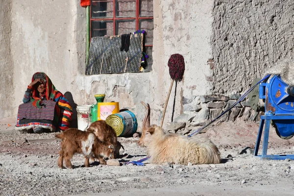 Tibet Cina Giugno 2018 Anziani Tibetani Capre Muro Della Casa — Foto Stock