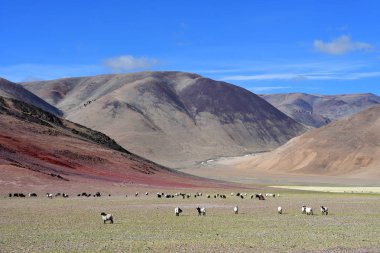 Çin. Tibet renkli dağlarda otlatma keçi sürüsü