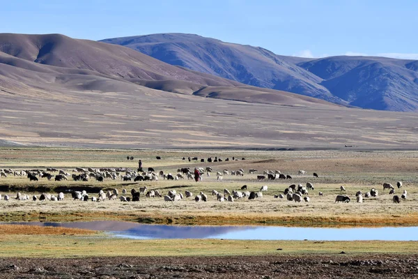 Cina Mandria Capre Pascolo Nelle Montagne Colorate Del Tibet Vicino — Foto Stock