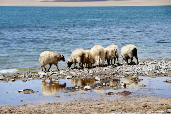 Sheep Shore Lake Gomang Tibet Summer Cloudy Day — Stock Photo, Image