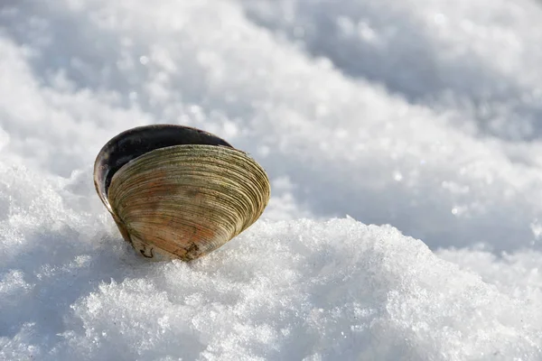 雪の中で Spisula の開殻 — ストック写真