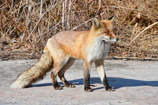 Rusko Vladivostok Red Fox Vyšel Lidem Při Hledání Potravy Zimě — Stock fotografie