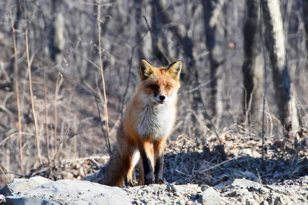 Vladivostok Isla Russkiy Zorro Rojo Bosque Invierno — Foto de Stock