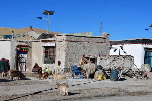 Tibet Cina Giugno 2018 Piccolo Villaggio Yakra Estate Capre Sulla — Foto Stock