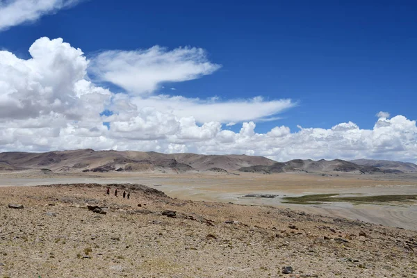 티베트입니다 여름에 Tashi 공동의 영역에서 트랜스 히말라야 — 스톡 사진