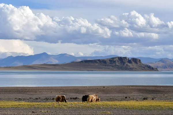 China Grote Meren Van Tibet Yaks Grazen Opslag Van Lake — Stockfoto