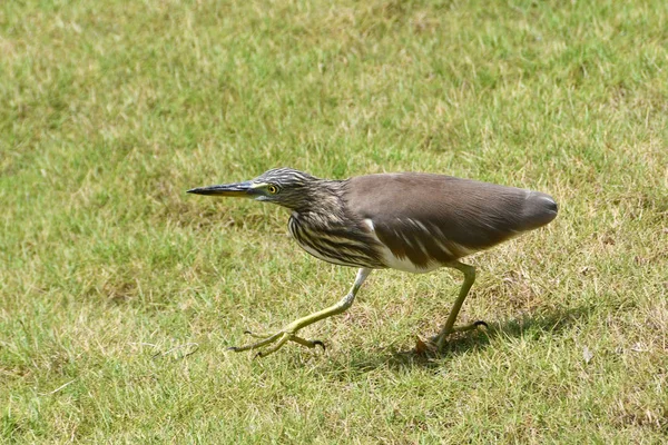 Garza Amarilla India Orilla Garza Estanque India Ardeola Grayii —  Fotos de Stock