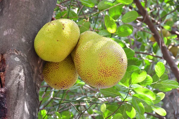 Vízsugár Gyümölcs Artocarpus Heterophyllus — Stock Fotó