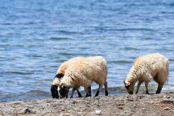 Schapen Oever Van Het Meer Gomang Tibet Zomer Bewolkte Dag — Stockfoto