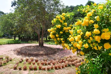 Trivandrum 'da şehir bahçesinde tecoma Stans. Hindistan, Kerala