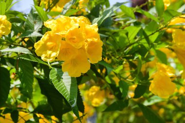 Trivandrum 'da şehir bahçesinde tecoma Stans. Hindistan, Kerala