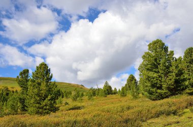 Cedars Altay Dağları'nda, yaz yatay