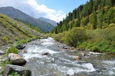 Rusya, Altai Cumhuriyeti, yaz aylarında Shabaga Nehri