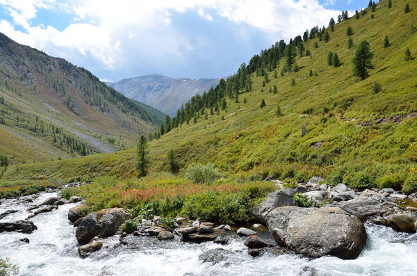 Россия, Республика Алтай, река Шабага летом

