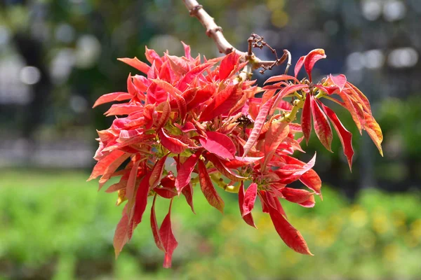 Árbol Exótico Con Hojas Rojas Jardín Ciudad Trivandrum Thiruvananthapuram India — Foto de Stock