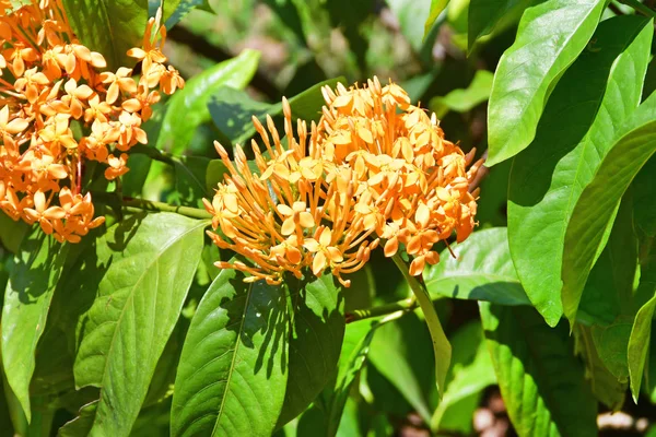 Orange Flowers Ixora Ixora Coccinea — Stock Photo, Image