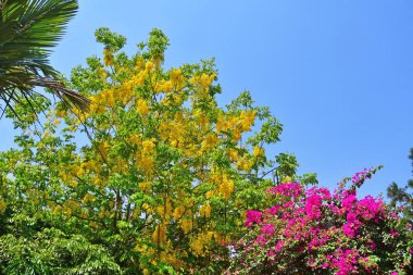 Hindistan, Kerala, Trivandrum City (Thiruvananthapuram). Baharda şehir Bahçesi, Cassia sarı ve begonvil pembe