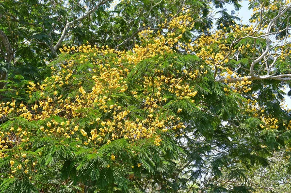 Exotic Yellow Flowers Karallia Corallia Brachiata City Garden Trivandrum India — Stock Photo, Image