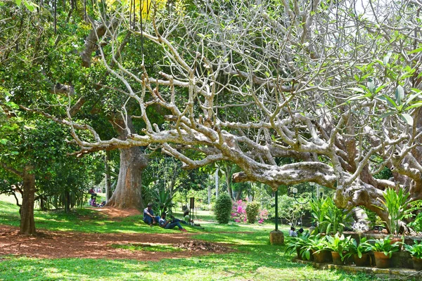 Inde Kerala Ville Trivandrum Thiruvananthapuram Très Vieil Arbre Lat Apocynaceae — Photo