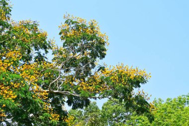 Trivandrum şehir bahçesinde Karallia Egzotik sarı çiçekler (corallia brachiata), Hindistan, Kerala