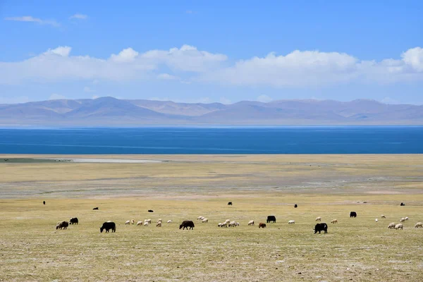 Cina Tibet Capre Pecore Pascolo Sulla Riva Del Sacro Lago — Foto Stock