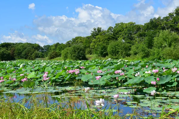 Pequeño Lago Con Komarov Lotus Loto Con Frutos Secos Nelumbo — Foto de Stock