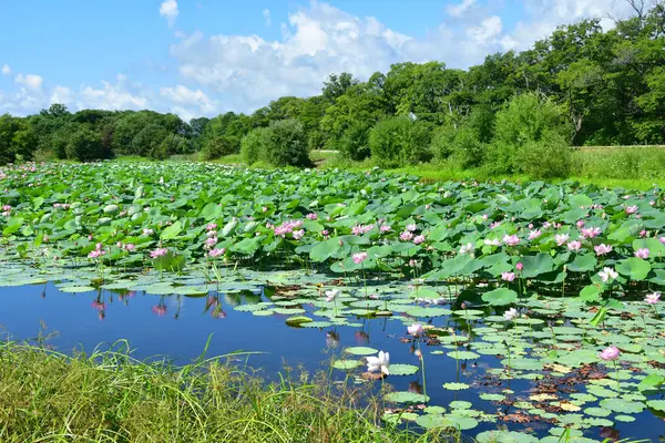 Pequeño Lago Con Komarov Lotus Loto Con Frutos Secos Nelumbo — Foto de Stock