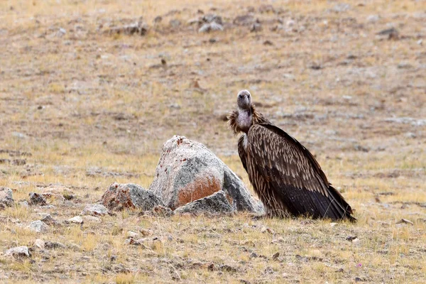 Tibet Dağlarında Vahşi Akbaba — Stok fotoğraf