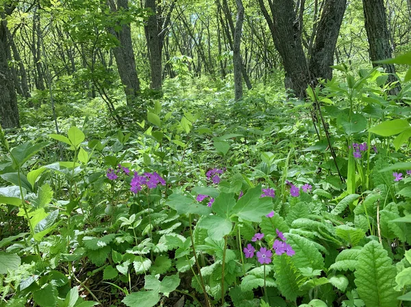 Primrose Flowers Forest Island Shkot Spring Russia Vladivostok — Stock Photo, Image