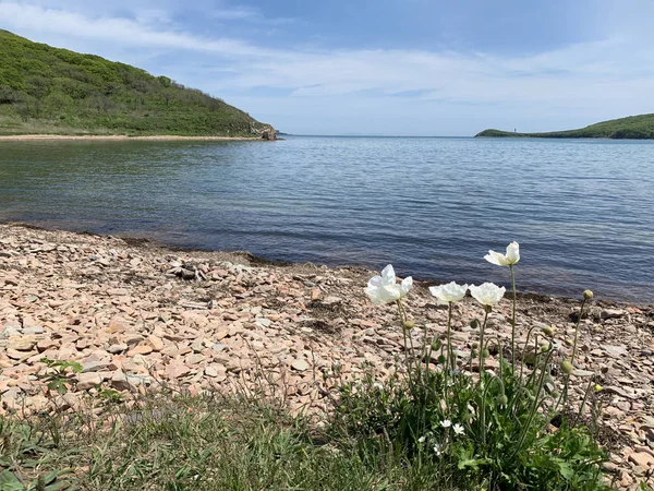 Las Amapolas Blancas Fondo Del Estrecho Entre Russkiy Ruso Russky — Foto de Stock