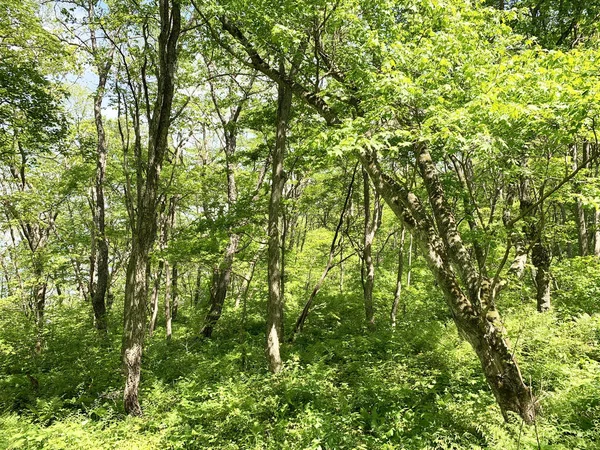 Rusya, Vladivostok. Mayıs ayında Shkot adasında Yaprak döken orman