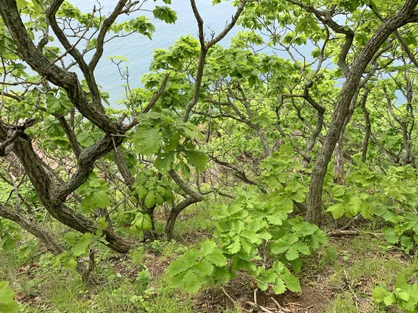 Russia, Vladivostok. Oak forest on the island of Shkot in summer