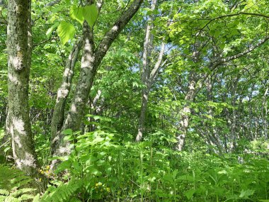 Rusya, Vladivostok. Haziran ayında Shkot adasında yaprak döken orman