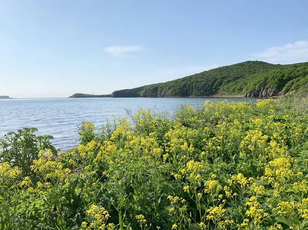 Rusia Vladivostok Flores Amarillas Una Las Bahías Isla Shkot Junio — Foto de Stock