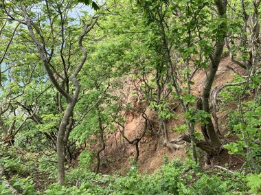 Rusya, Vladivostok. Haziran ayında Shkot adasında yaprak döken orman