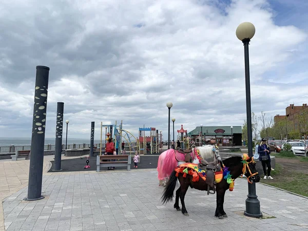 Vladivostok Rusko Květen 2019 Obléct Poníky Čekající Projížďku Sportovní Promenádě — Stock fotografie