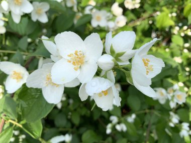 Blooming Yasemin, sahte turuncu (lat. Philadelphia)