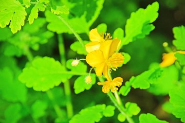 Rusya, Vladivostok, sshkot adasının flora. Celandine Asian (lat. Chelidonium asiaticum)    