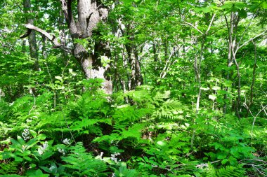 Rusya, Vladivostok. Haziran ayında Shkot adasında yaprak döken orman
