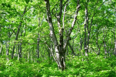 Rusya, Vladivostok. Haziran ayında Shkot adasında yaprak döken orman