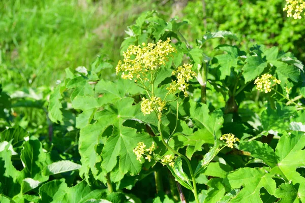 Russia Vladivostok Flora Dell Isola Sahkot Barbarea — Foto Stock